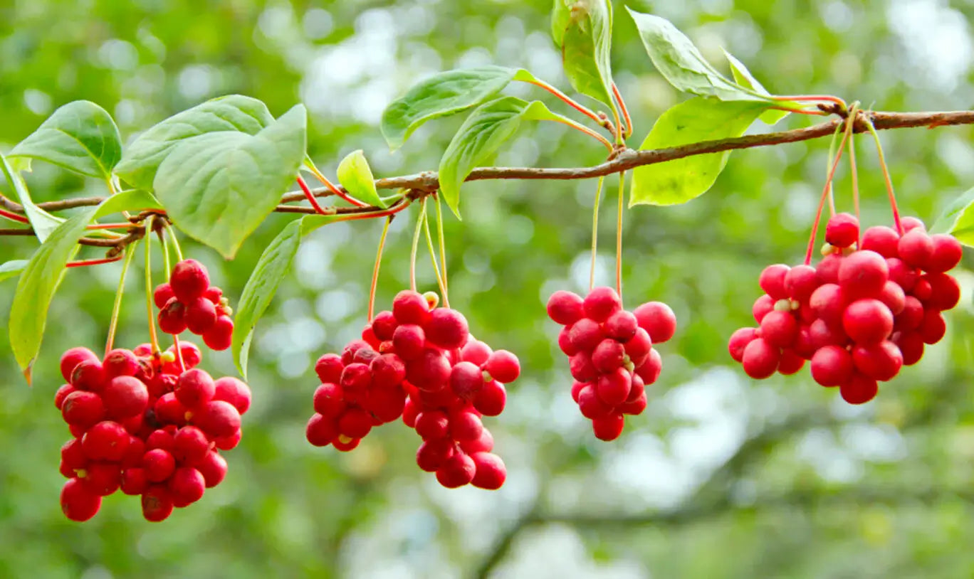 adaptogens for stress
