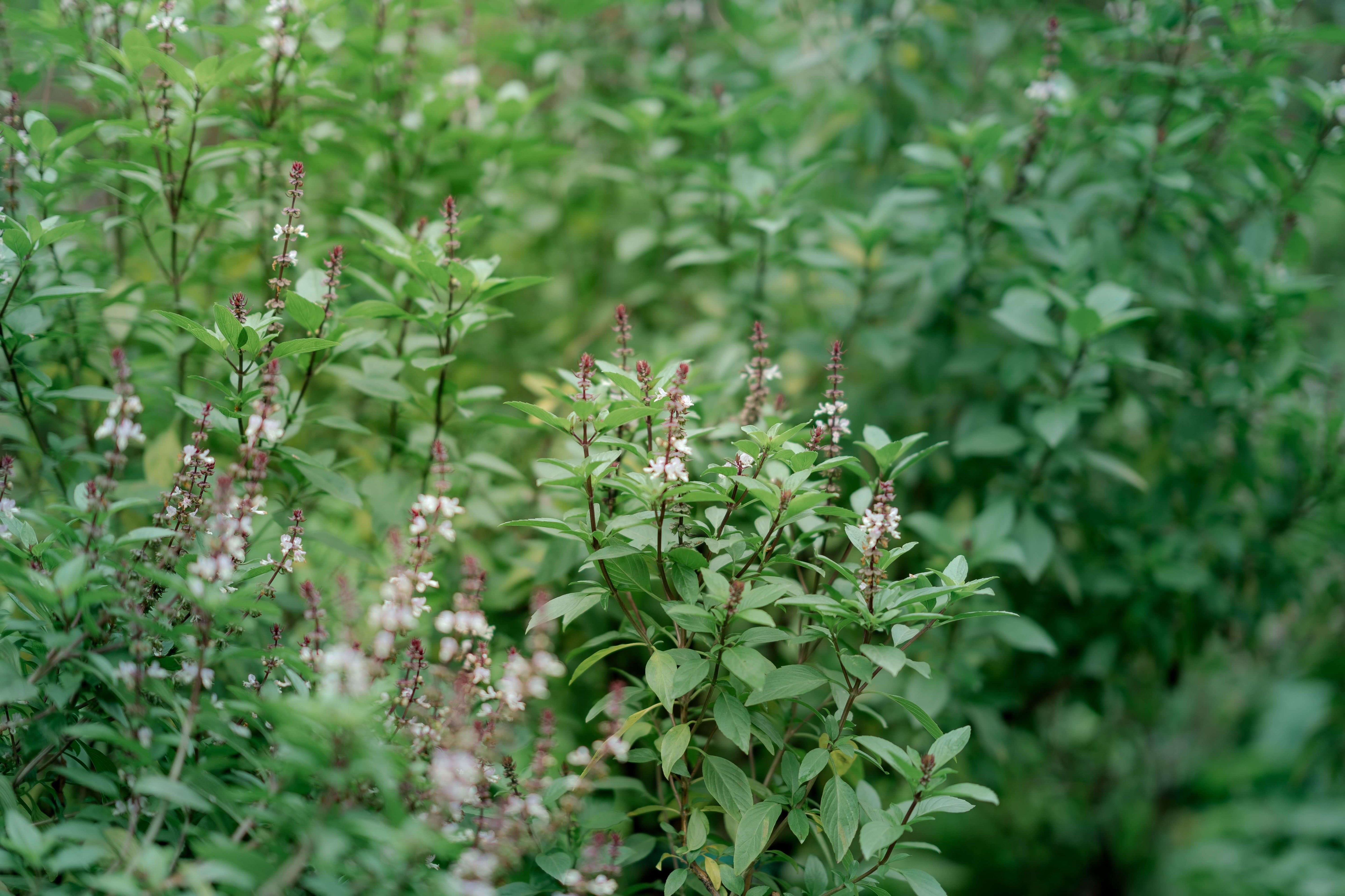 holy basil adaptogen